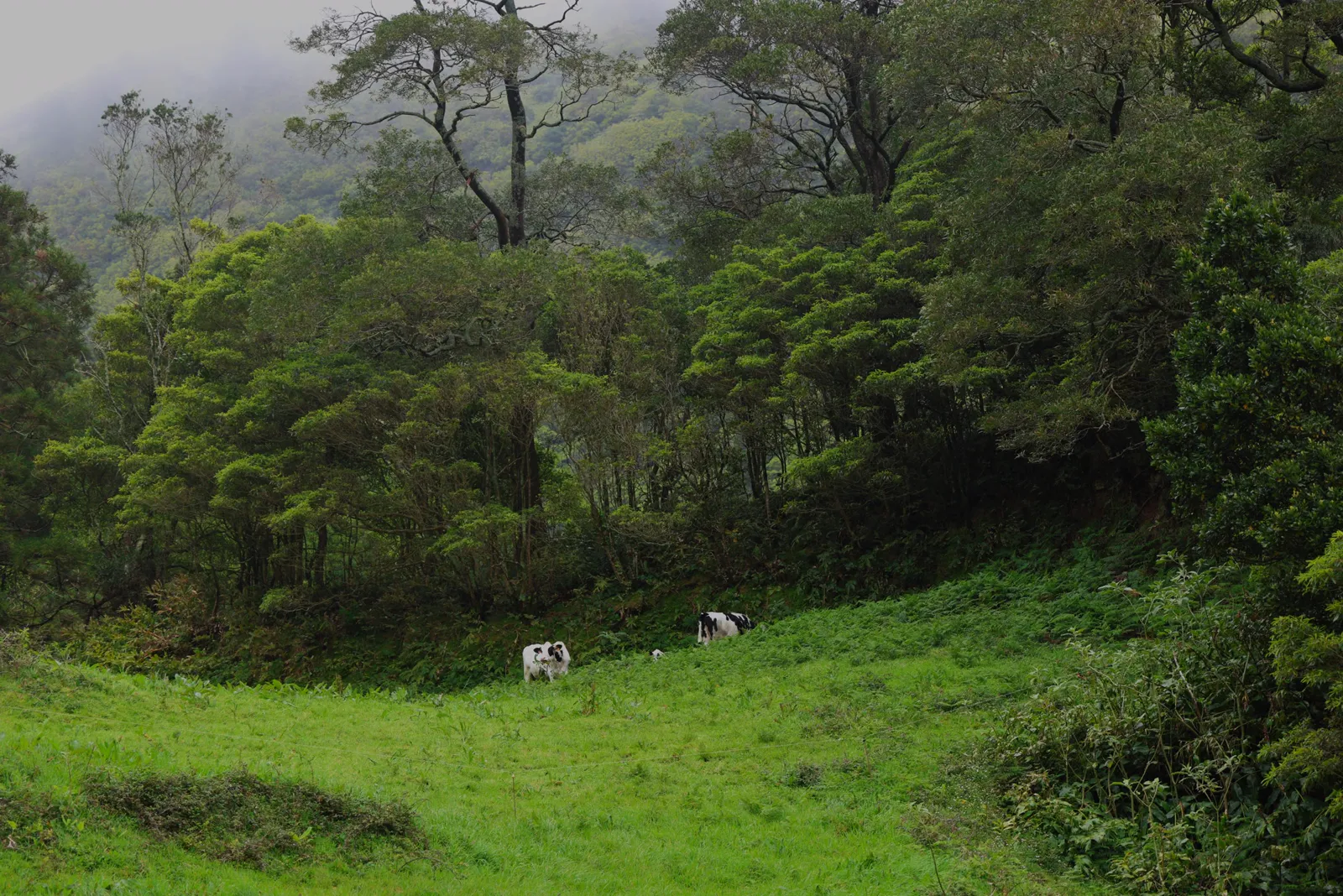 Azores