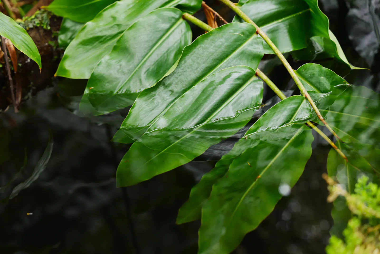Azores — termal