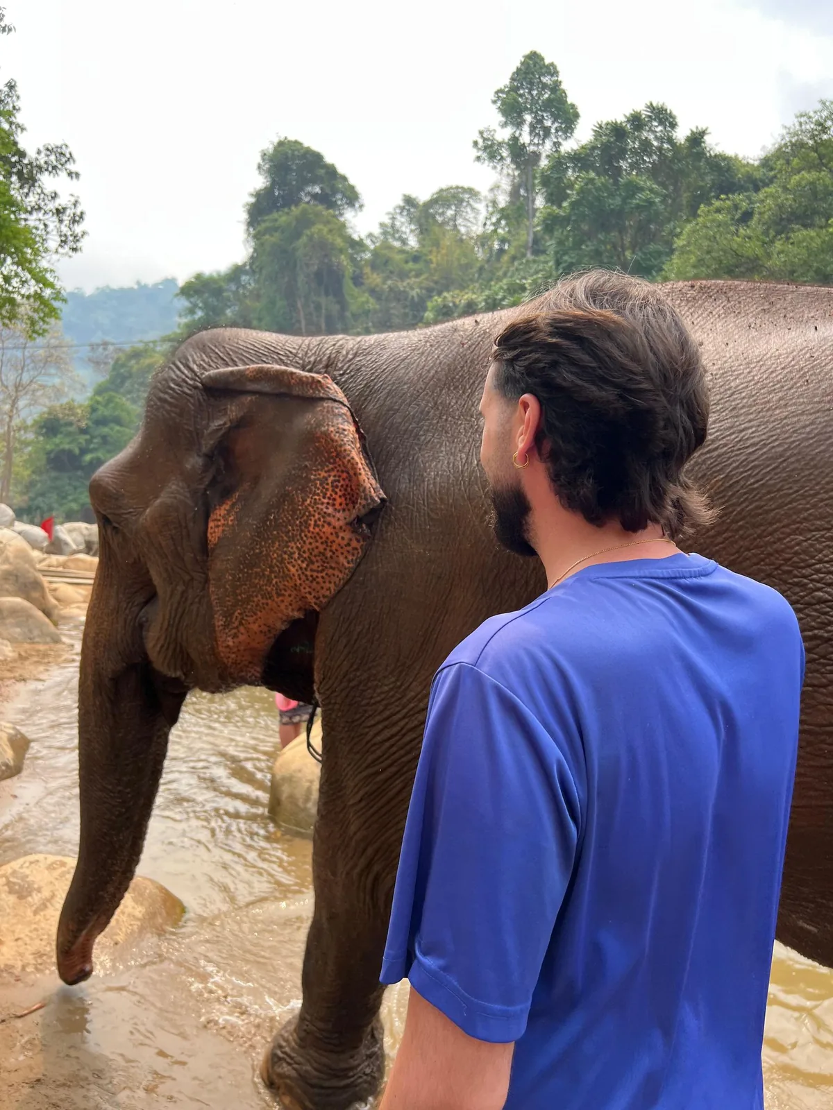 Encuentro con un elefante en el santuario